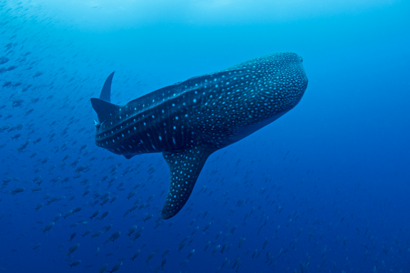 Whale shark swimming underwater with school of fish nearby in deep blue ocean water.