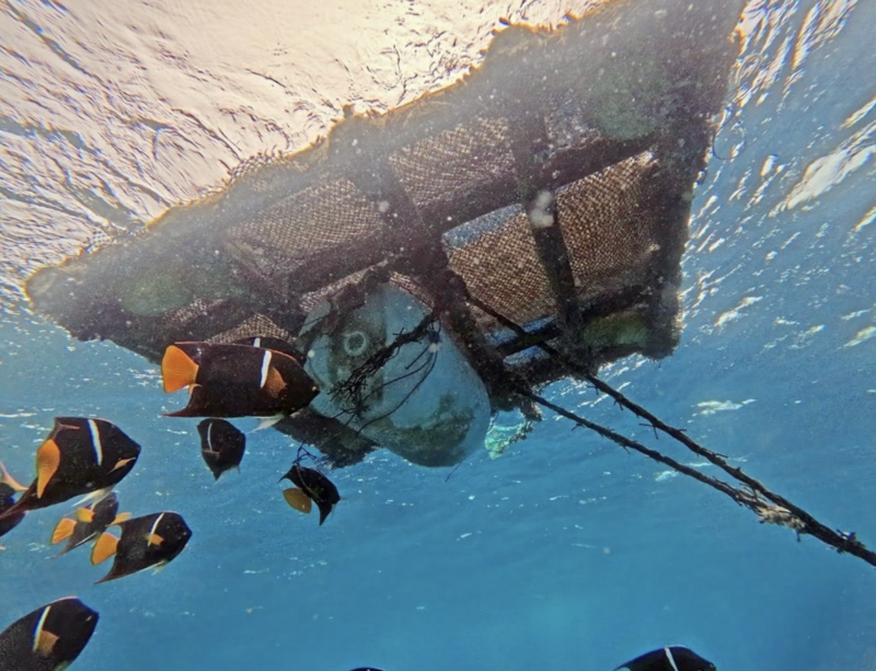 Underwater shot of a diver near a wooden pier structure surrounded by striped fish.