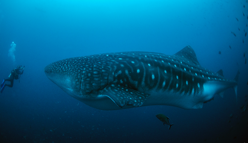 Whale shark swimming underwater with spotted pattern visible, divers in background for scale.