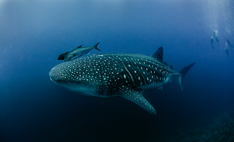 Whale shark with white spots swimming in deep blue ocean water.