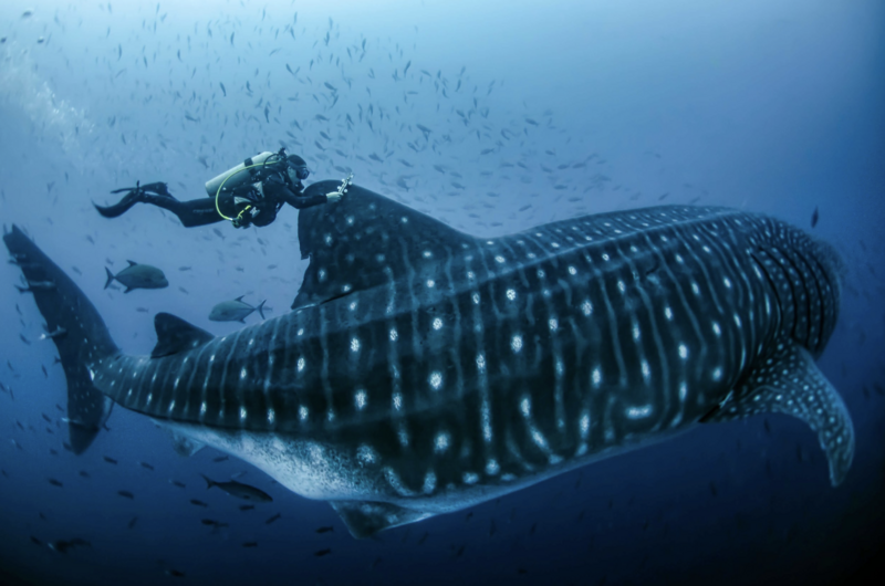 Scuba diver swimming alongside a whale shark in deep blue water with smaller fish nearby.