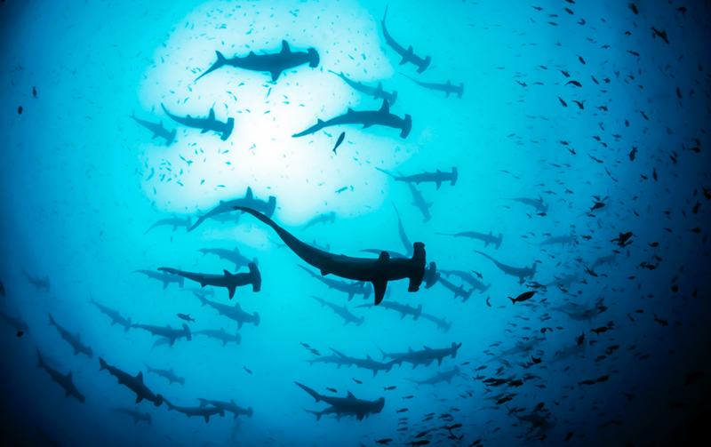 School of hammerhead sharks swimming upward toward sunlight in deep blue ocean water.