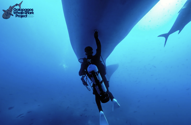 Freediver in full gear ascending toward the surface with a large shark silhouetted above.