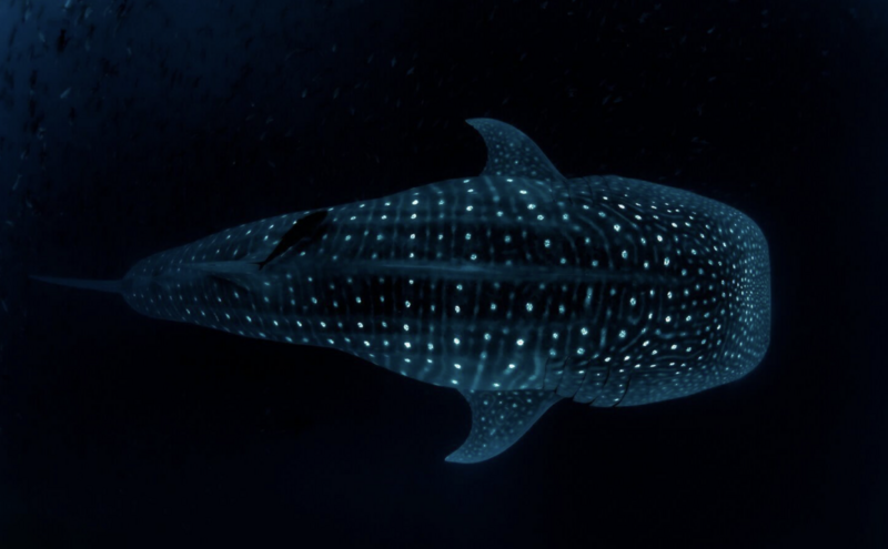Whale shark swimming alone against a dark ocean background, displaying characteristic white spots and stripes.
