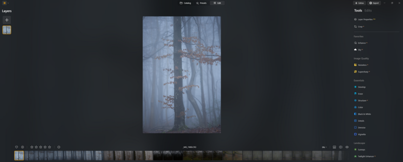 Misty forest with a gnarled tree in the foreground, captured in soft, cool tones.