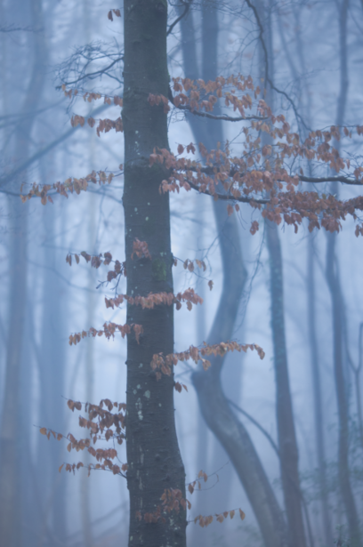 Misty forest with bare branches and rust-colored leaves clinging to thin tree limbs in fog.