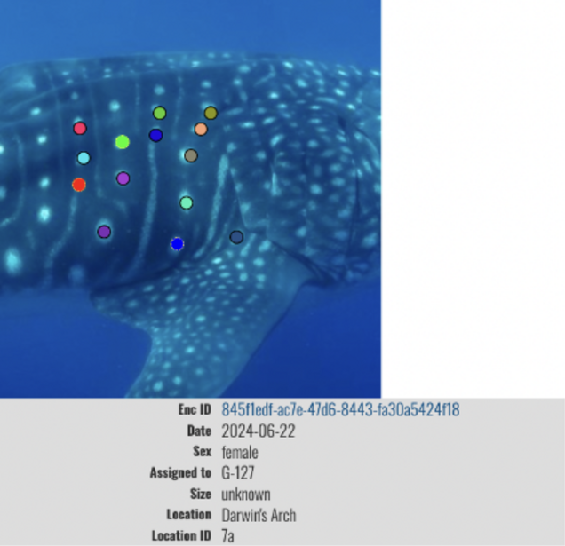 Whale shark underwater with colorful tracking points overlaid on its body against blue water.