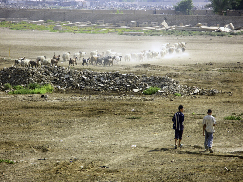 Two figures standing on barren ground watching a herd of animals in the distance creating dust clouds.