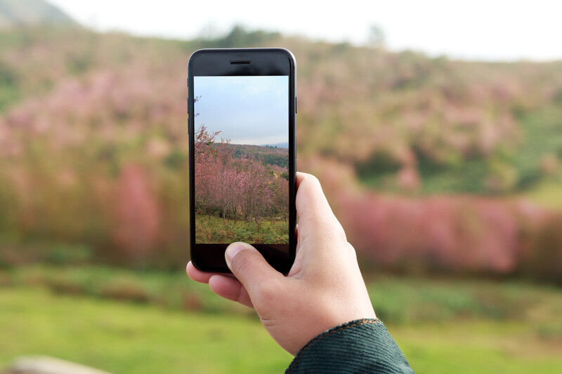 Person holding smartphone capturing a landscape of rolling hills with flowering trees.