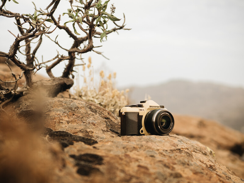 Vintage film camera positioned on a rocky desert outcrop beside a gnarled, sparse tree.