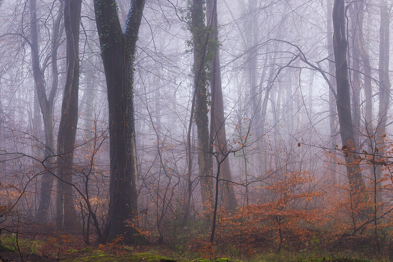 Misty forest with bare trees and rust-colored leaf litter on the ground.