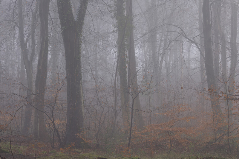 Misty forest with bare deciduous trees and brown leaf-covered ground in autumn.