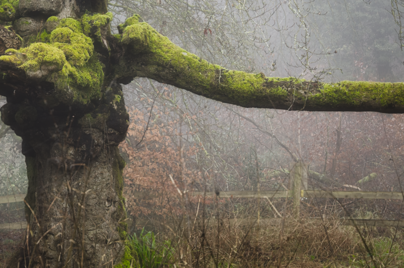 Moss-covered branch extending over weathered concrete wall with bare vegetation below.