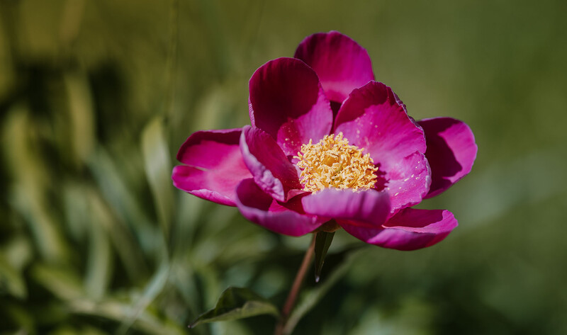 Magenta peony with ruffled petals and yellow stamens against a soft green blurred background.