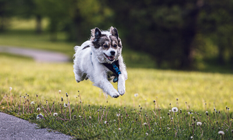 White and gray dog mid-leap across grass with blue collar, captured with shallow depth of field.