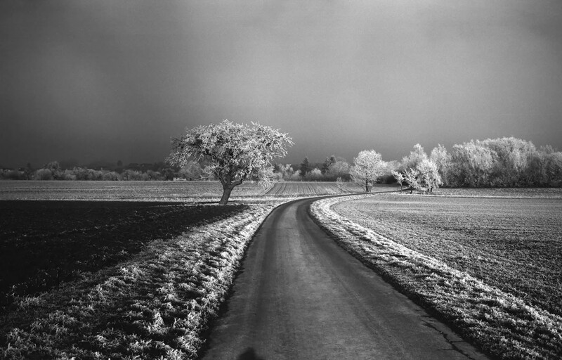 Rural dirt road curving through frost-covered fields with solitary trees under overcast sky.