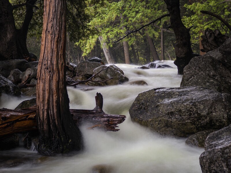 Long-exposure photograph of a flowing forest stream with smooth, milky water cascading around large boulders and tree trunks.