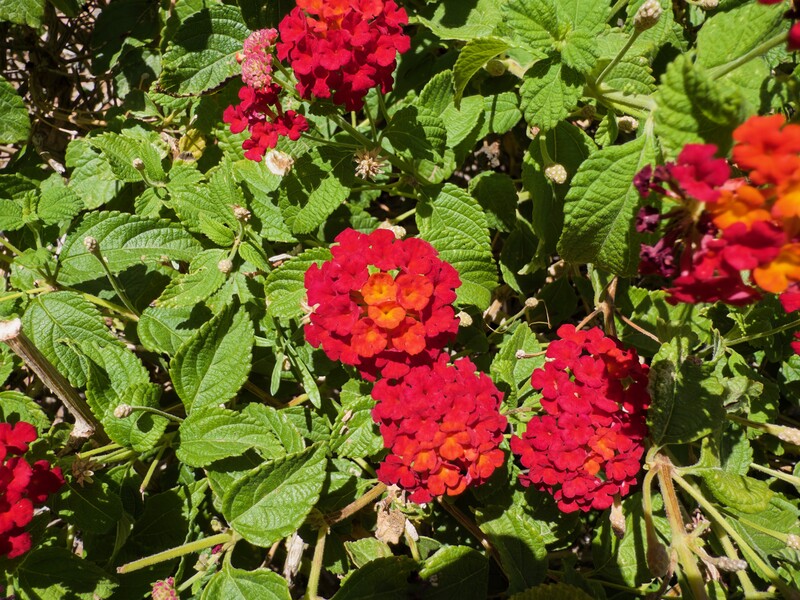 Vibrant red zinnia flowers with yellow centers surrounded by green foliage in bright sunlight.