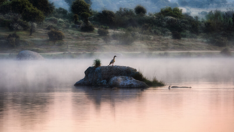 A solitary duck over looking the lake at sunrise with a misty background