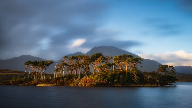 Golden light on tress in the west of Ireland