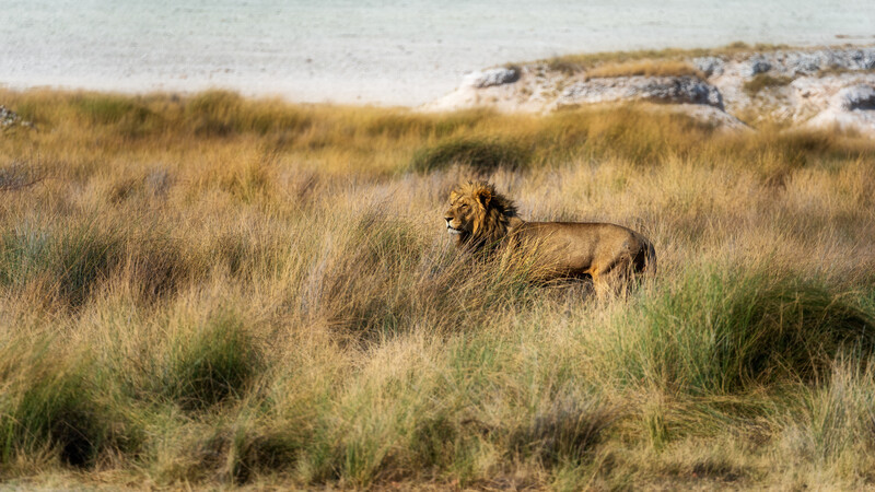 a photograph of a lion in tall grasses 