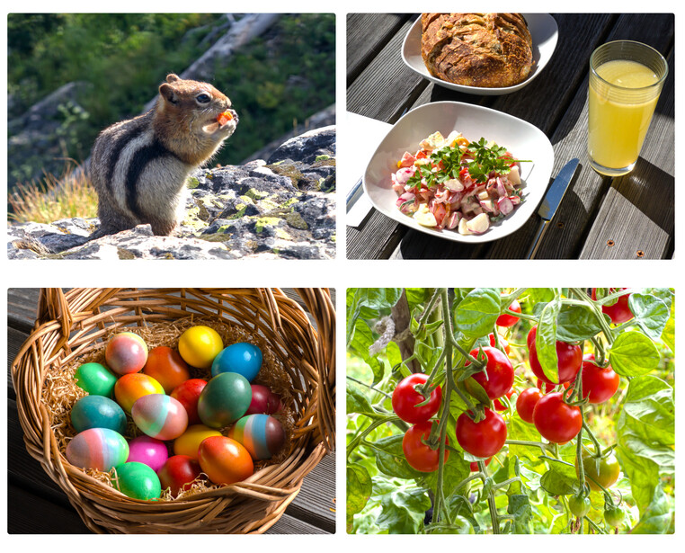 Four-panel grid showing a ground squirrel, plated food with bread and juice, colorful Easter eggs in a basket, and red bell peppers on a vine.