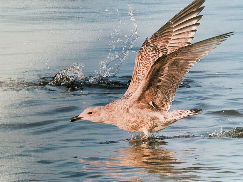 Shorebird taking flight from shallow water with wings spread wide, water splashing beneath its feet.