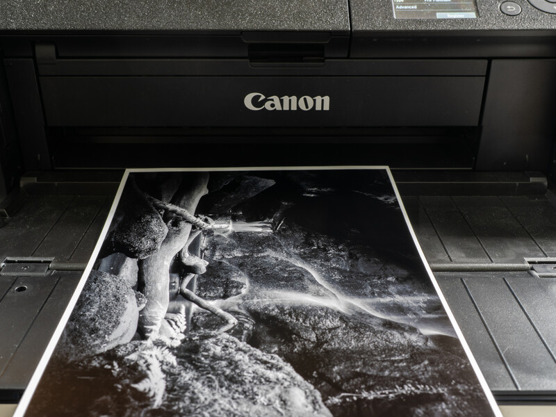 Black and white photograph of a koala on a tree branch printed on Canon printer paper.