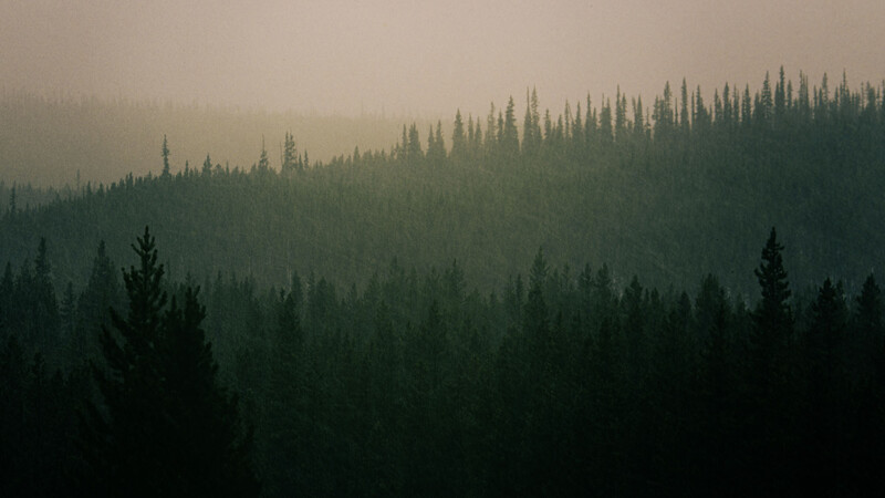 Dense coniferous forest receding into heavy mist, creating layers of progressively lighter silhouettes.