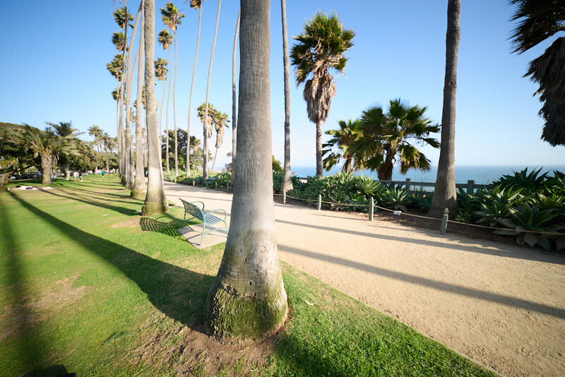 Palm tree-lined promenade with manicured lawn and ocean view in bright sunlight.