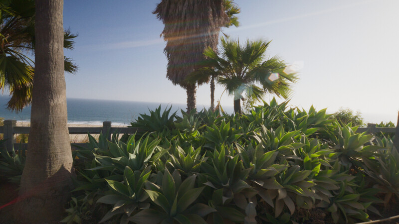 Coastal landscape with palm trees and ocean view under clear sky.