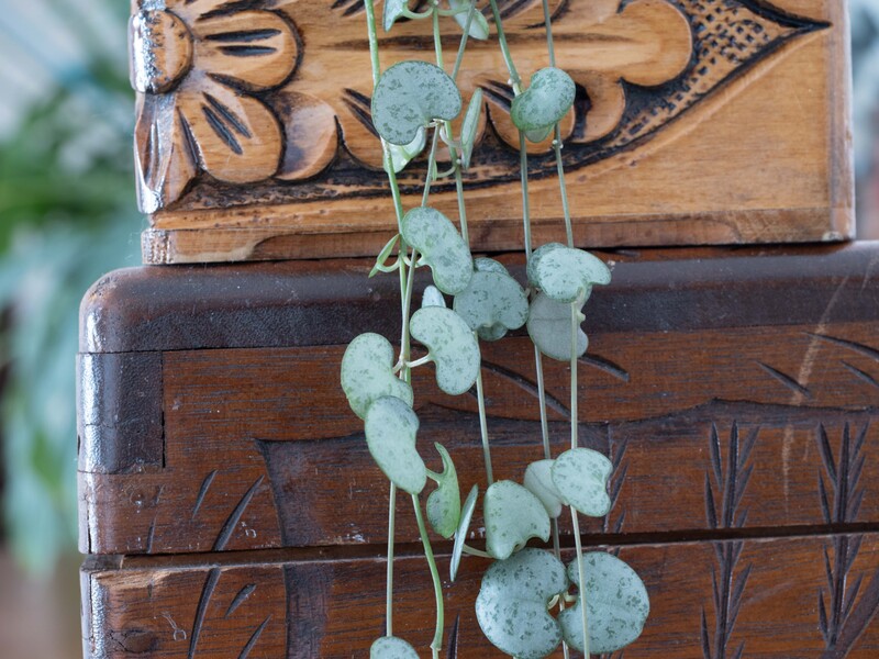 Delicate pothos vines with heart-shaped leaves cascading from carved wooden boxes with decorative relief patterns.