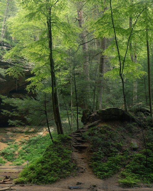 backlit trees in hocking hills state park