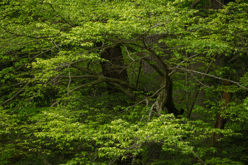 spring woodland small scene, green trees