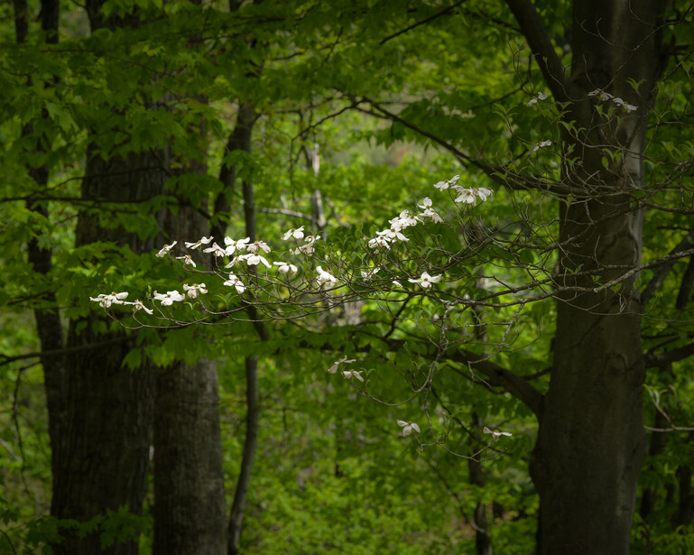 flowering dogwood tree