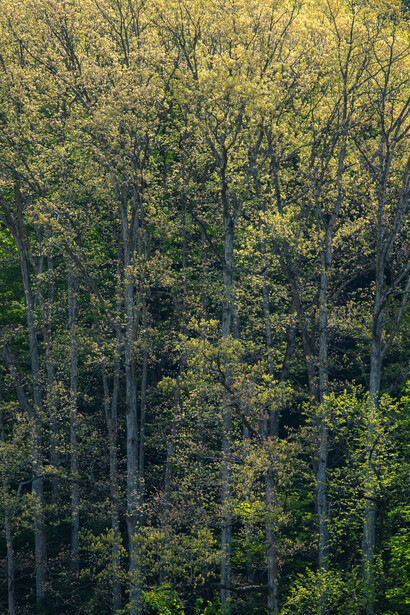 trees with bright yellowish green leaves catching the sun