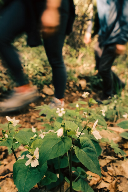 Young plant seedling with broad green leaves growing in soil with blurred figures in background.