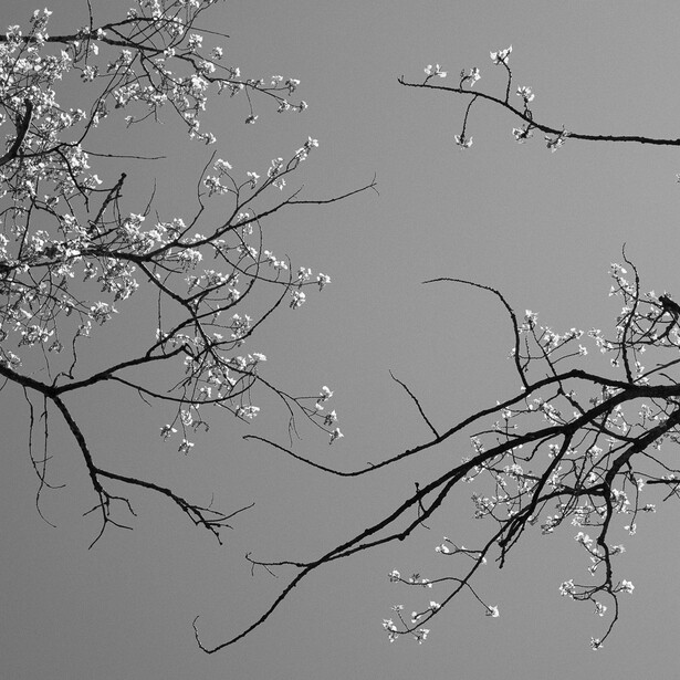 Black and white abstract photograph of spring buds on branches