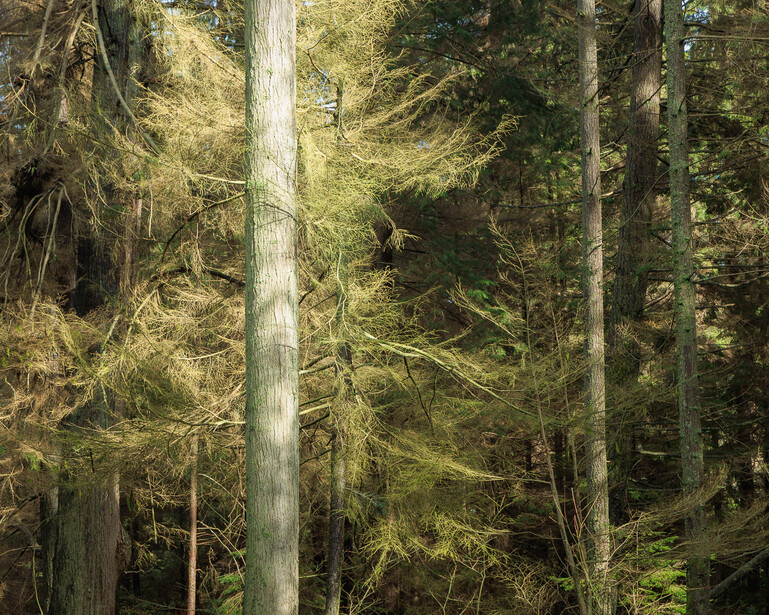 Photograph of an evergreen tree light by sunlight in a forest