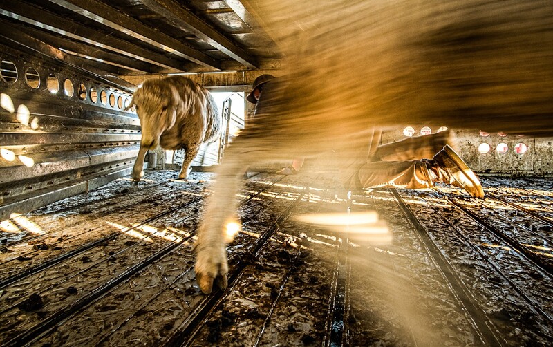Horse in motion inside a stable with dramatic light rays streaming through windows.