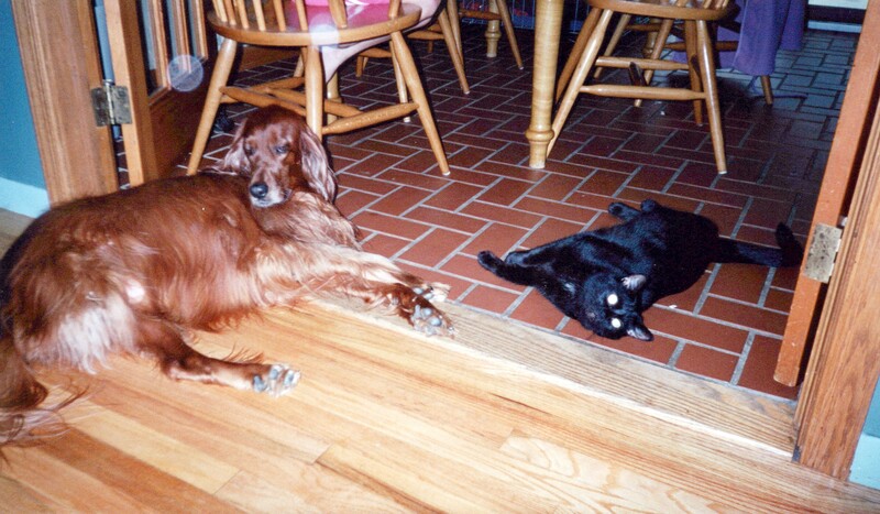 Two dogs meeting at a threshold between wooden and tiled flooring indoors.
