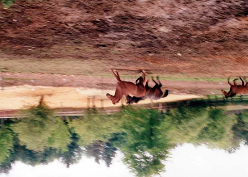 Two brown horses galloping across a dirt field with trees in the background.