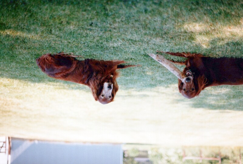 Two brown dogs lying on grass in bright sunlight, looking toward the camera.