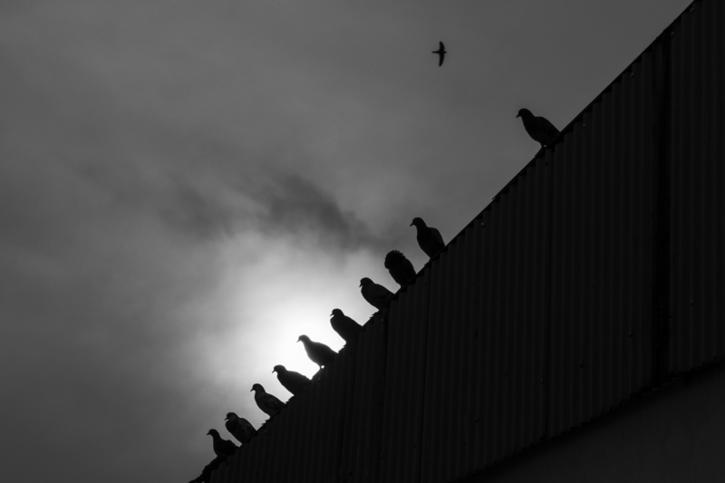 Silhouetted row of people sitting atop a dark structure against a dramatic cloudy sky with a bird flying above.