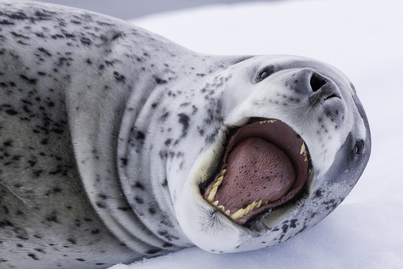 Weddell seal resting on snow with mouth wide open, revealing pink interior and spotted gray coat.
