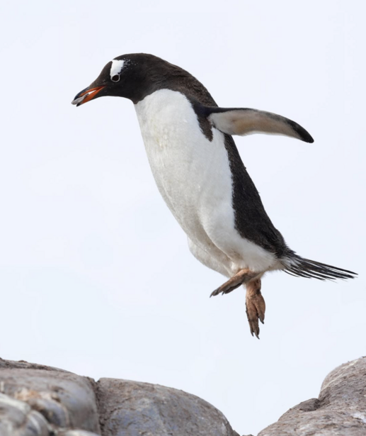 Adelie penguin mid-leap above rocky surface against white sky.