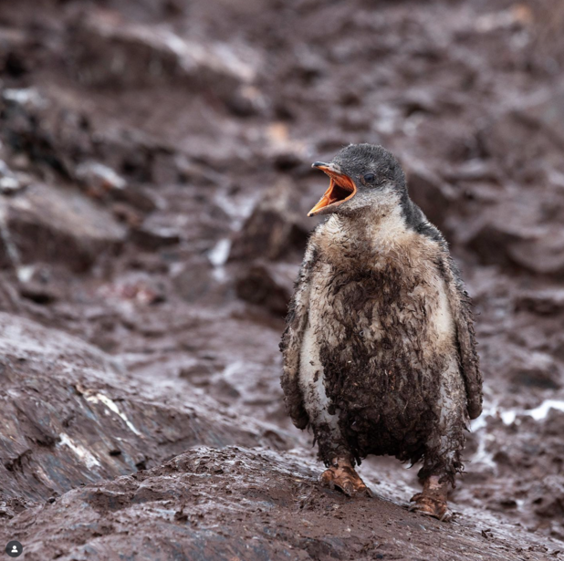 Young penguin chick in downy plumage standing on rocky ground, facing camera with beak open.