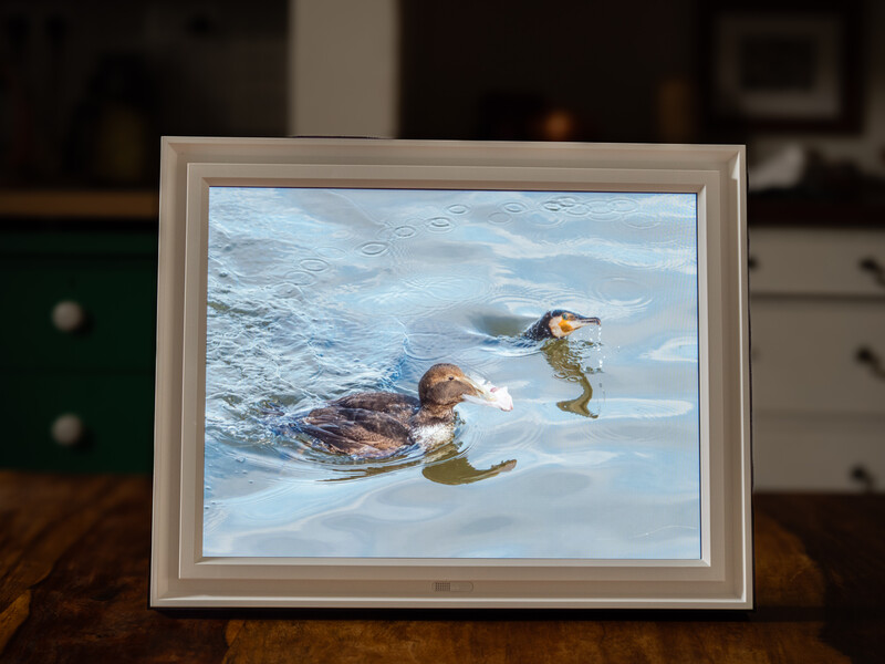 Two ducks swimming in shallow water, one adult and one duckling, photographed in natural daylight.