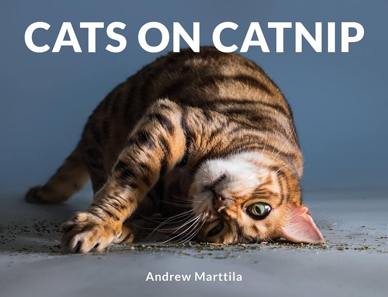 Tabby cat in a stretched play bow position on gray floor against blue background.
