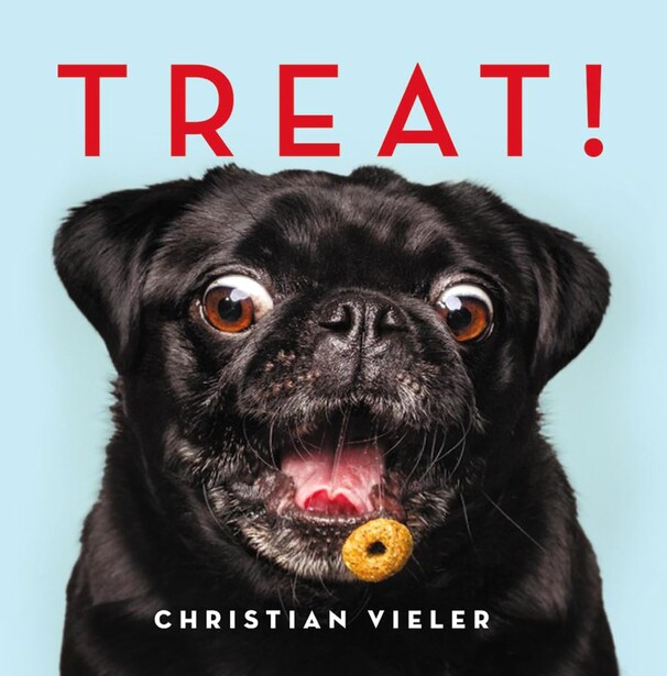Black pug with brown eyes holding a small donut-shaped treat in its mouth against a light blue background.